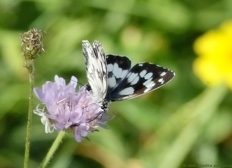 Lepidoptera dei Monti Sibillini - Melanargia galathea